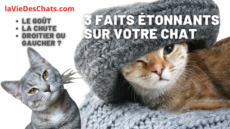 Connaissez vous ces 3 faits étonnants sur votre chat