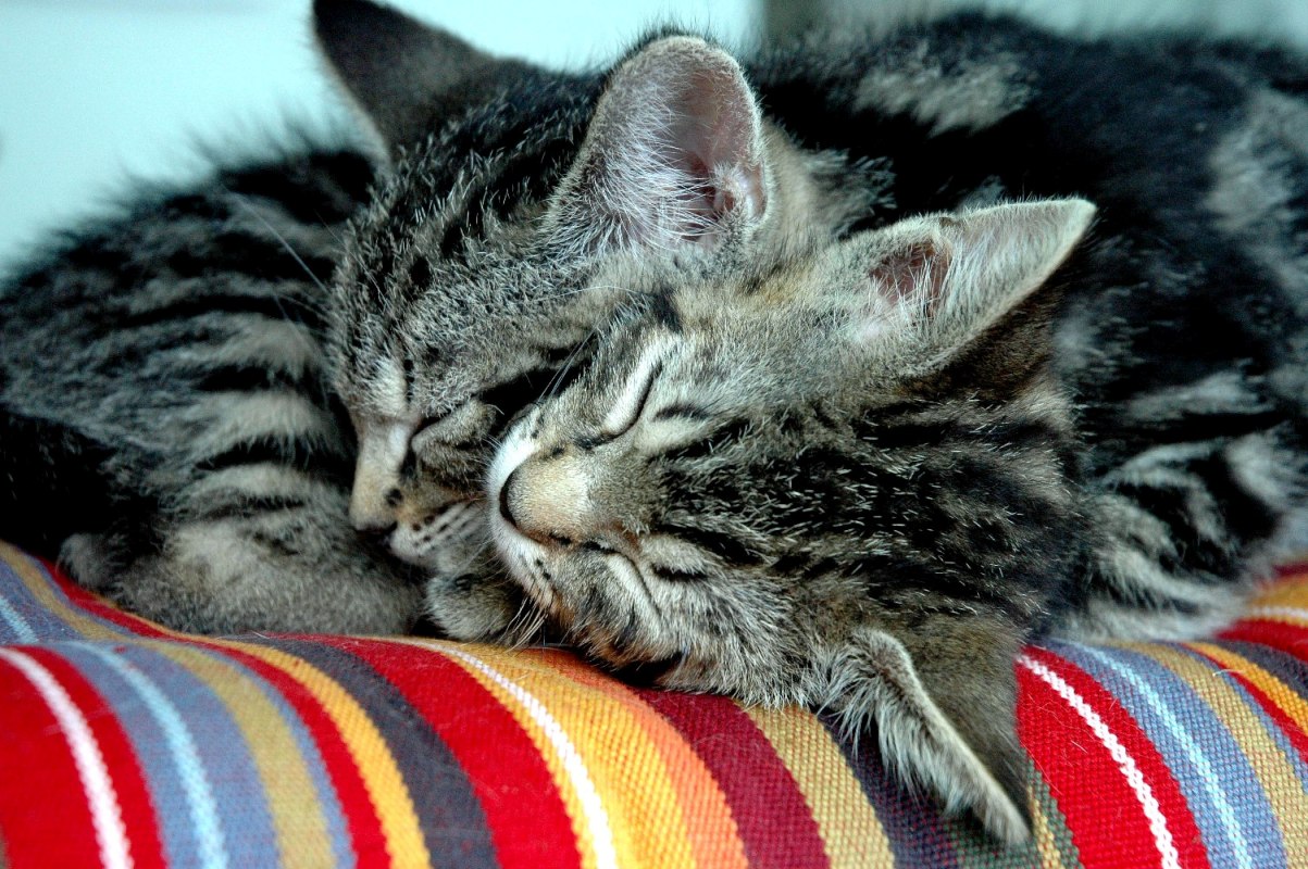 Que Signifie Sa Position Quand Votre Chat Dort Le Test Sommeil