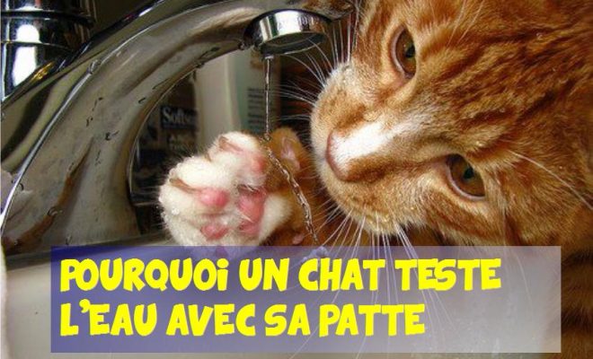 Pourquoi Un Chat Teste L Eau Avec Sa Patte Avant De Boire La Vie Des Chats