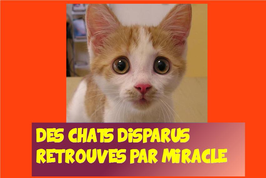 Voici Comment Des Chats Disparus Sont Retrouves Miraculeusement