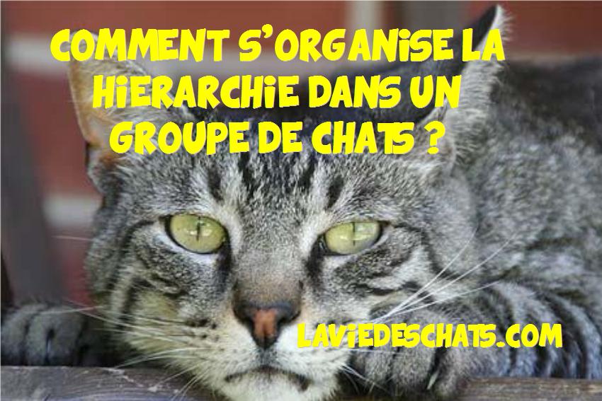 Comment S Organise La Hierarchie Des Chats La Vie Des Chats