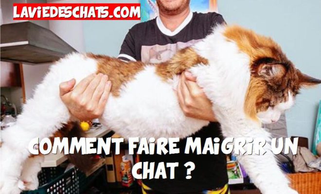 Comment Faire Maigrir Un Gros Chat 1 2 La Vie Des Chats