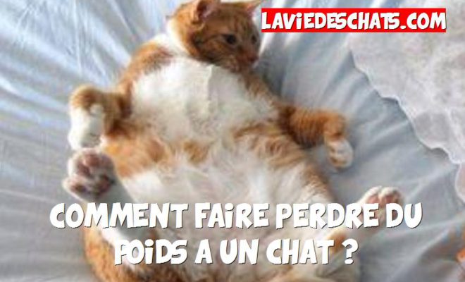 Comment Faire Maigrir Un Chat 2 2 La Vie Des Chats