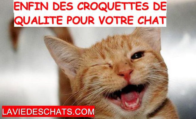 Enfin Des Croquettes De Qualite Pour Votre Chat La Vie Des Chats