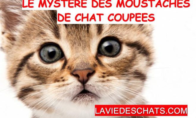 Revelation Sur Le Mystere Des Moustaches De Chat Coupees La Vie Des Chats