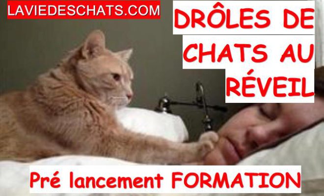 Video Rigolote De Chat La Vie Des Chats