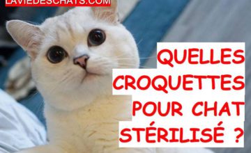 Enfin Des Croquettes De Qualite Pour Votre Chat La Vie Des Chats