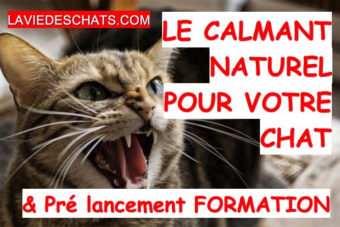 Le Calmant Naturel Pour Votre Chat Le Zylkene La Vie Des Chats