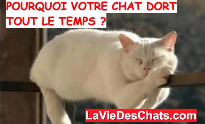 Chat Dort Beaucoup La Vie Des Chats