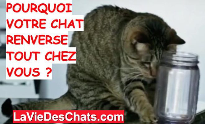 Voici Pourquoi Votre Chat Renverse Tous Vos Objets La Vie Des Chats