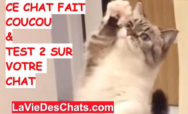 Ce Chat Fait Coucou Test 2 Sur Votre Chat La Vie Des Chats