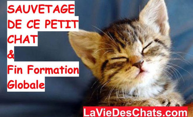 Le Sauvetage De Ce Petit Chat La Rencontre Entre Chat Et Tortue La Vie Des Chats