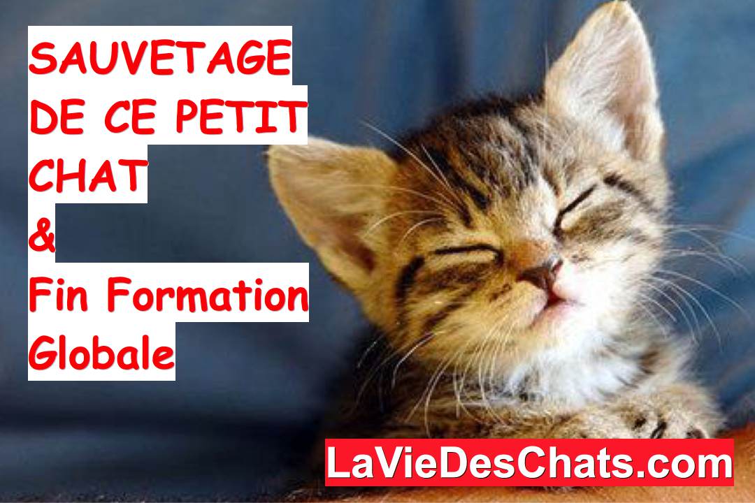 Le Sauvetage De Ce Petit Chat La Rencontre Entre Chat Et Tortue La Vie Des Chats