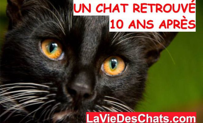 Un Chat Retrouve Dix Ans Apres Sa Disparition La Vie Des Chats