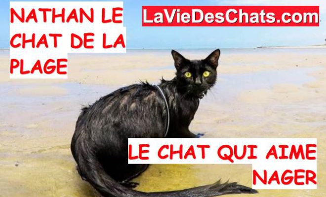 Nathan Le Chat De La Plage Le Chat Qui Aime Nager La Vie Des Chats