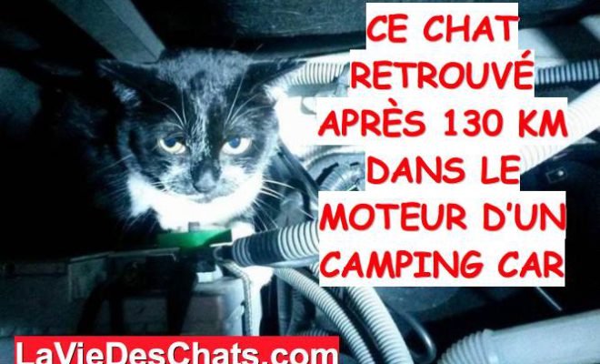 Un Chat Retrouve Apres 130 Km Dans Le Moteur D Un Camping Car La Vie Des Chats