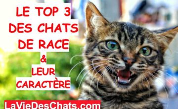 Race De Chat La Vie Des Chats