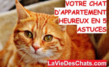 Chat En Appartement La Vie Des Chats