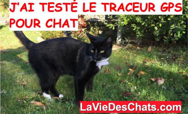 J Ai Teste Le Traceur Gps Pour Chat La Vie Des Chats