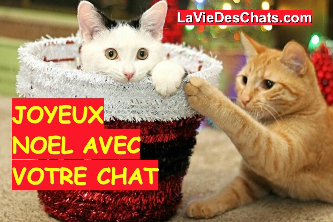 Joyeux Noel Avec Votre Chat Sur La Vie Des Chats