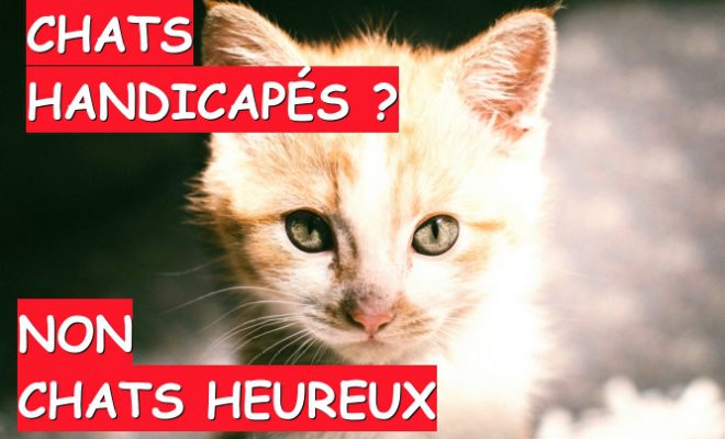 Chats Handicapes Non Des Chats Heureux