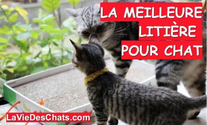 La Meilleure Litiere Pour Chat Le Test La Vie Des Chats