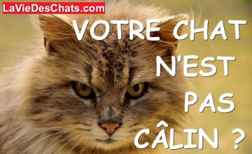 Chat Calin La Vie Des Chats