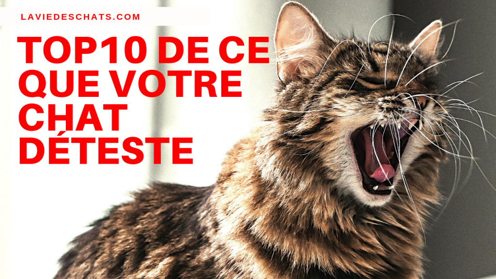 10 Choses Que Votre Chat Deteste La Vie Des Chats