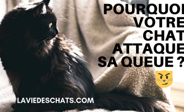 En 7 Exemples Que Vous Dit Votre Chat Avec Sa Queue Sur La Vie Des Chats