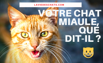 En 7 Exemples Que Vous Dit Votre Chat Avec Sa Queue Sur La Vie Des Chats