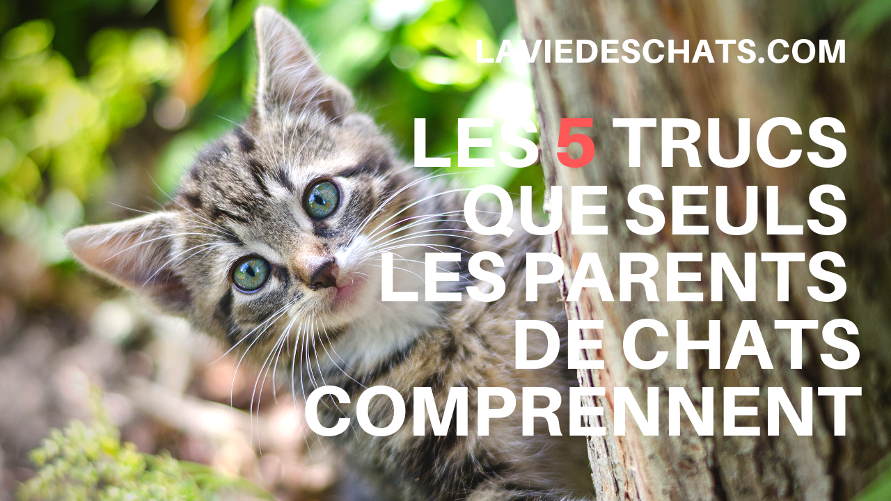 Les 5 Trucs Que Seuls Les Parents De Chats Comprennent