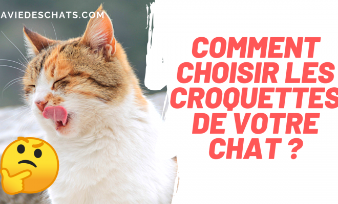 Comment Choisir Les Croquettes Pour Chat Sur La Vie Des Chats