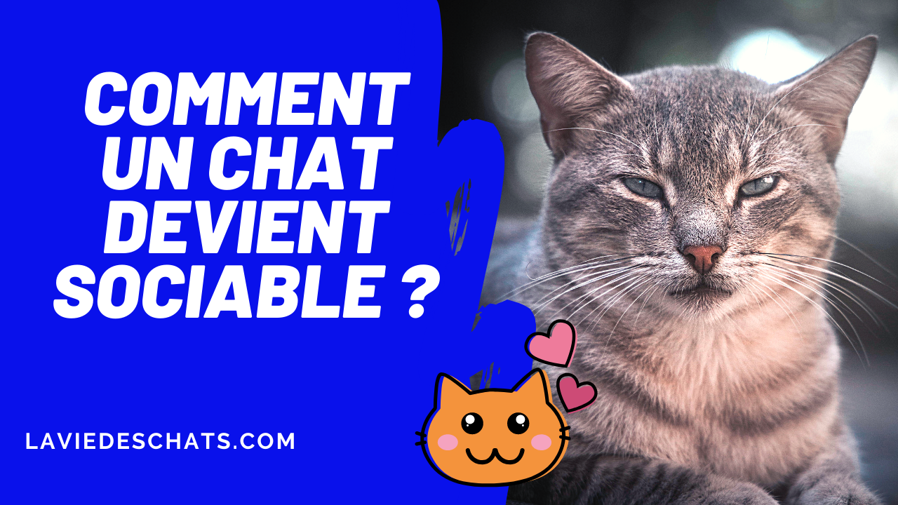 Comment Faire Pour Qu Un Chat Devienne Sociable