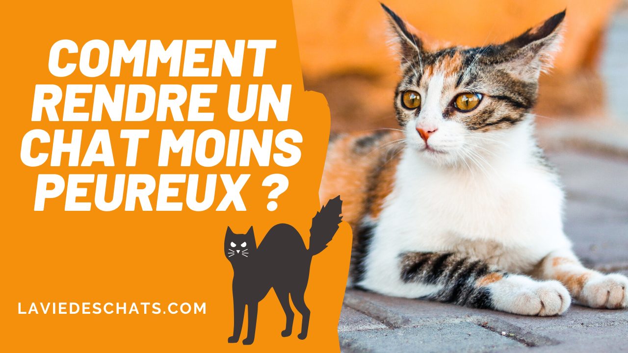 Comment Rendre Votre Chat Moins Peureux