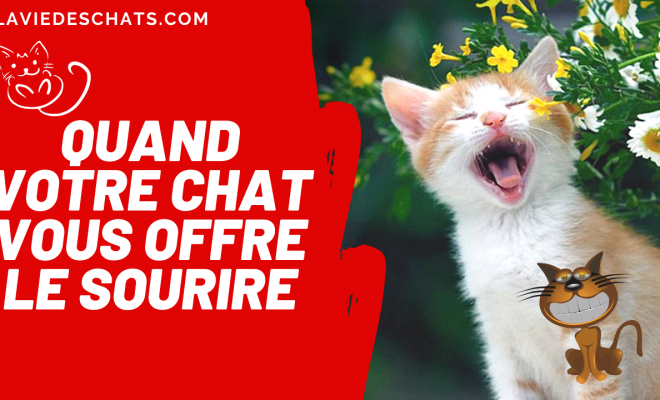 Chat Rigolo La Vie Des Chats