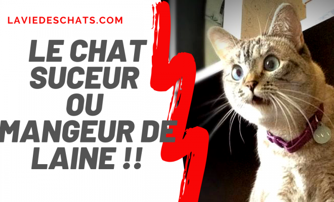 Votre Chat Mangeur De Laine Suceur De Laine La Vie Des Chats