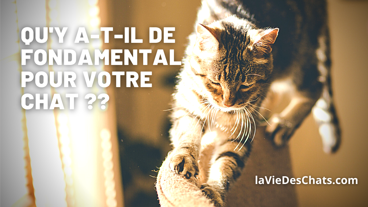 Fondamental Pour Votre Chat La Vie Des Chats