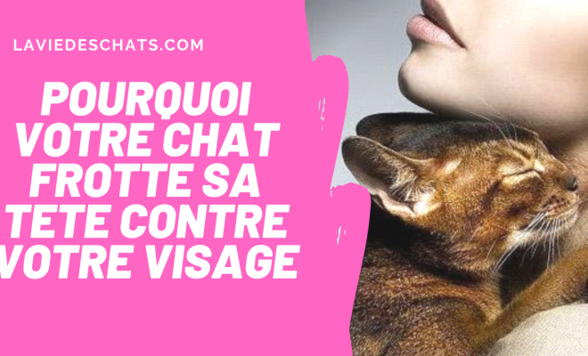 Pourquoi Votre Chat Frotte Sa Tete Contre Votre Visage