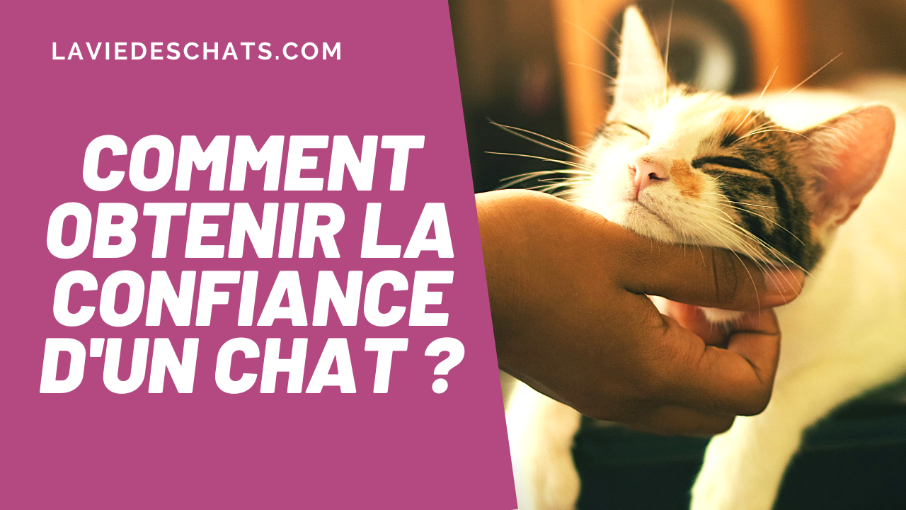 Comment Obtenir La Confiance De Votre Chat