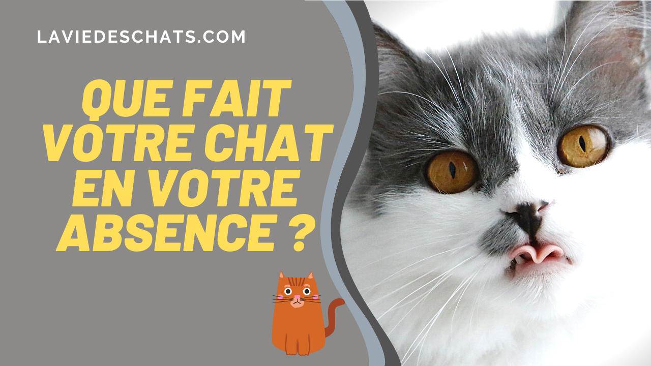 Les Secrets De Votre Chat En Votre Absence Sur La Vie Des Chats