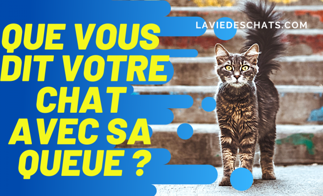 En 7 Exemples Que Vous Dit Votre Chat Avec Sa Queue Sur La Vie Des Chats