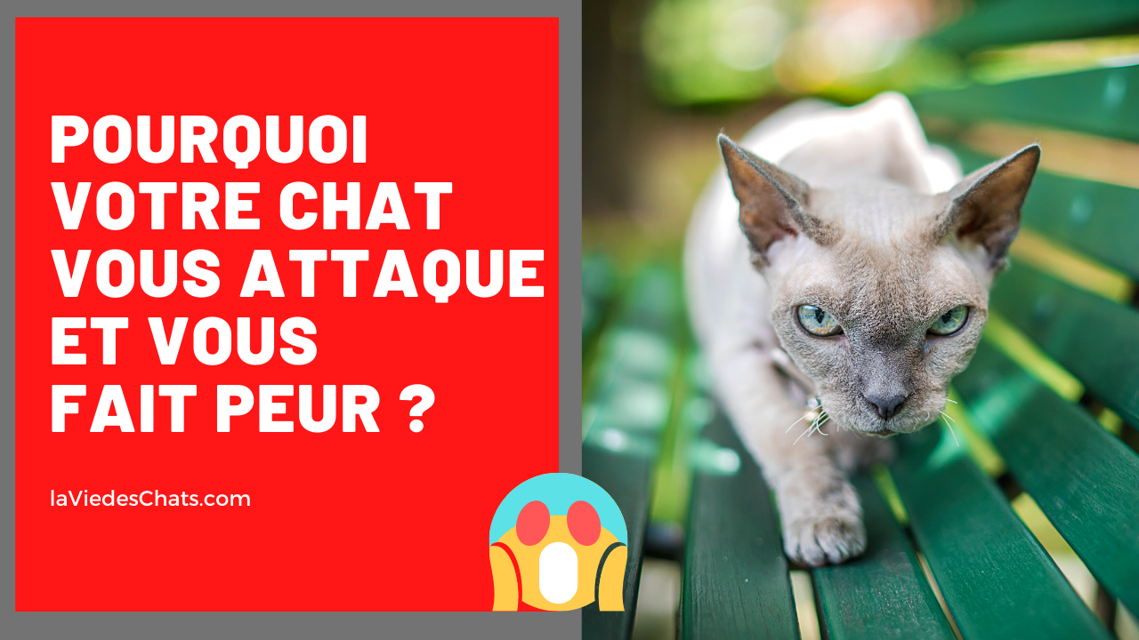 Pourquoi Votre Chat Vous Attaque Et Vous Fait Peur