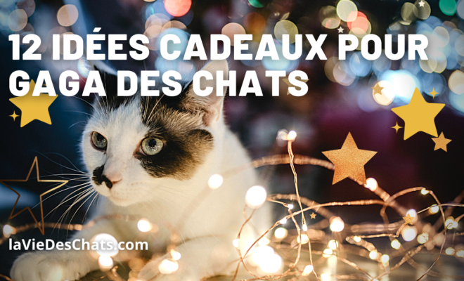 J Aime Les Chats La Vie Des Chats