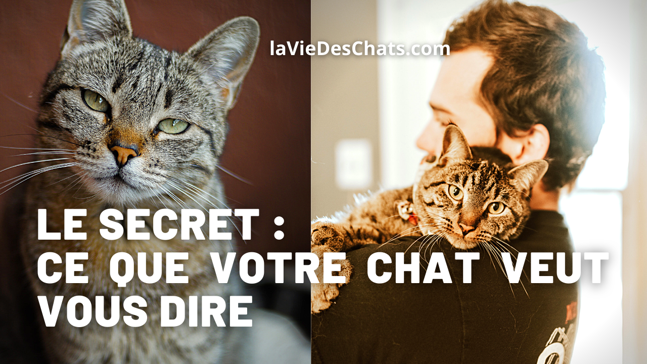 Que Veut Dire Votre Chat 5 Cas Pour Le Test Du Comportement