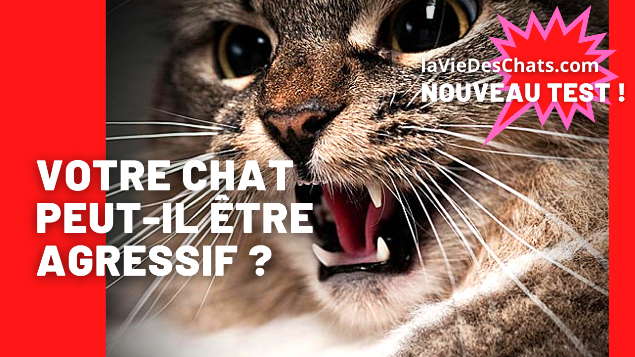 Est Ce Que Vous Vivez Avec Un Chat Agressif 6 Questions Au Test Chat Agressif