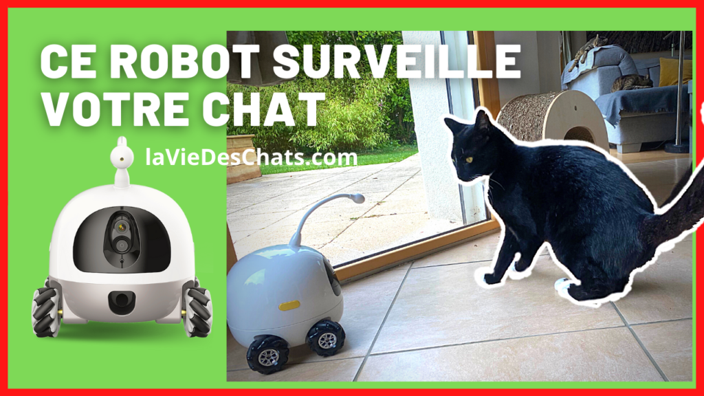 Ce Robot surveille votre chat en votre absence La vie des chats