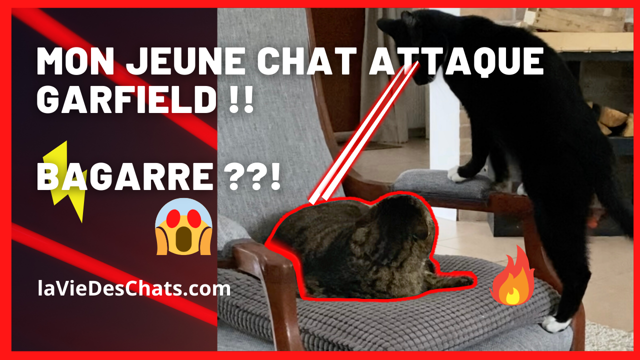 Mon Jeune Chat Attaque En Duel Garfield Bagarre